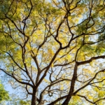 Thumbnail of post image 157